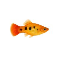 FISCH Zierfisch Hawaii-Platy Jumbo