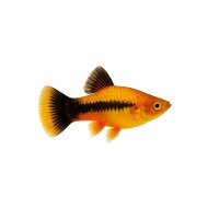 FISCH Zierfisch Wagtail-Pinselplaty XL-Jumbo