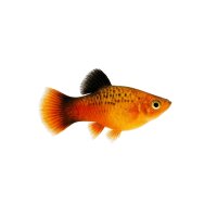 FISCH Zierfisch Pinsel-Platy Marygold Wagtail XL-Jumbo