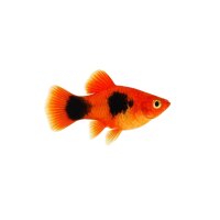 FISCH Zierfisch Platy Mickey Mouse Mix XL-Jumbo