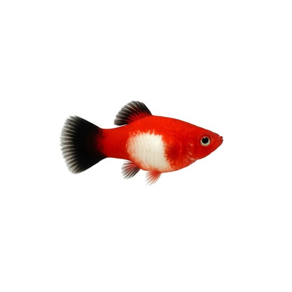 FISCH Zierfisch Platy Santa Clause MM. XL
