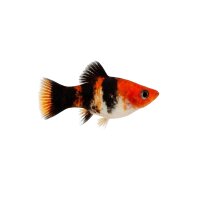 FISCH Zierfisch Platy Glühlicht Wagtail ML-L (Showa...