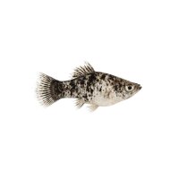 FISCH Zierfisch Platy Pfeffer & Salz ML-L