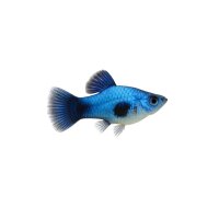 FISCH Zierfisch Platy Blue Butterfly Moon ML-L