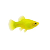 FISCH Zierfisch Platy Neon Lime Yellow L