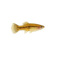 FISCH Zierfisch Formosa-Zwergkärpfling DNZ M-ML
