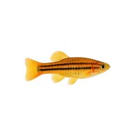 FISCH Zierfisch Flexipenis vittatus M