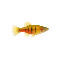 FISCH Zierfisch Eleganter Kärpfling DNZ M