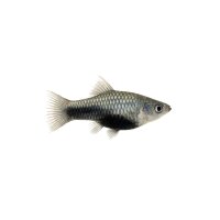 FISCH Zierfisch Schwarzbauch-Metallkärpfling DNZ L-XL
