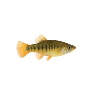 FISCH Zierfisch Perugia-Kärpfling DNZ L (Limia p....