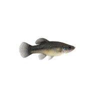 FISCH Zierfisch Ameca splendens DNZ M-ML