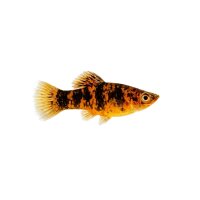 FISCH Zierfisch Liberty Molly DNZ L
