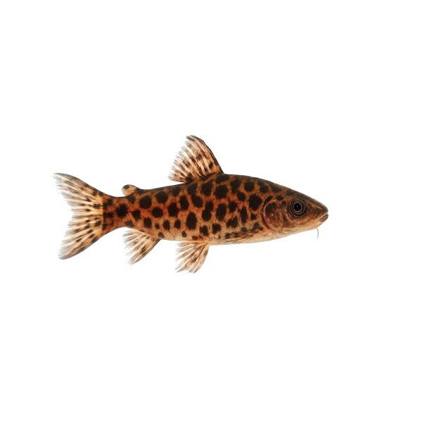 FISCH Zierfisch Pantherkärpfling DNZ 4-5 (Chapalichthys pardalis)