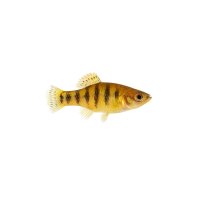 FISCH Zierfisch Floridakärpfling NZ ML
