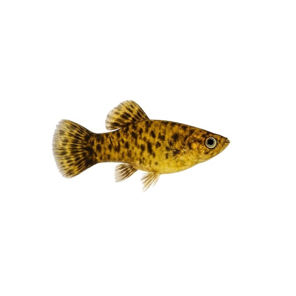 FISCH Zierfisch Mexiko-Molly Campeche XL (Poecilia mexicana campeche)