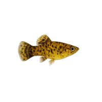 FISCH Zierfisch Mexiko-Molly Campeche XL (Poecilia...