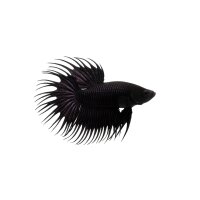 FISCH Zierfisch Betta Männchen Black Orchid XL...