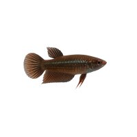 FISCH Zierfisch Betta imbellis L