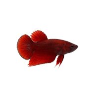 FISCH Zierfisch Betta Männchen RT Plakat Hellboy L