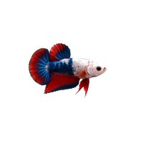 FISCH Zierfisch Betta Männchen Plakat Thaiflag L