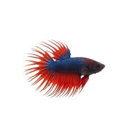 FISCH Zierfisch Kampffisch Männchen Mix Crowntail L-XL