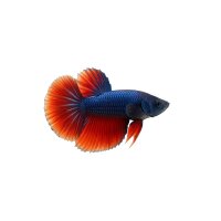 FISCH Zierfisch Kampffisch Männchen Mix Colour...
