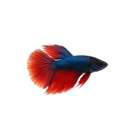 FISCH Zierfisch Betta Männchen Mix Langflossen XL