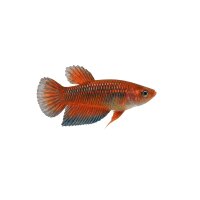 FISCH Zierfisch Kampffisch Weibchen Super Colour INZ M