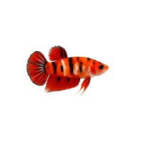 FISCH Zierfisch Betta Männchen Plakat HM Candy Nemo...