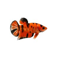 FISCH Zierfisch Betta Weibchen Plakat HM Candy Nemo...