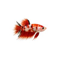FISCH Zierfisch Betta Männchen Koi Langflossen XL