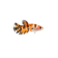 FISCH Zierfisch Betta Weibchen Koi ML