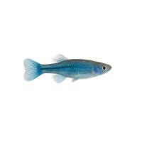 FISCH Zierfisch Blauer Fadenfisch DNZ L