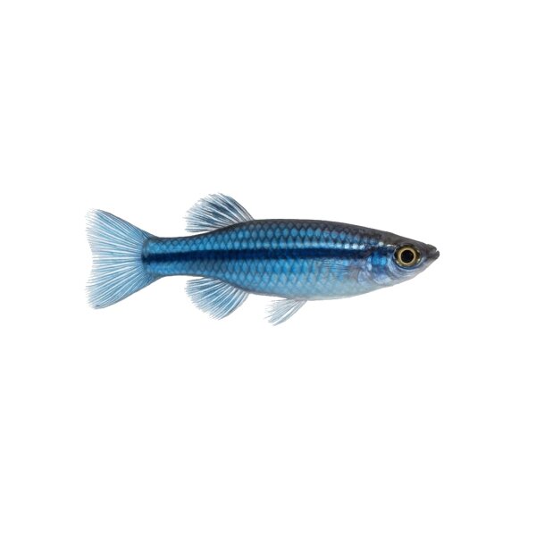 FISCH Zierfisch Blauer Fadenfisch INZ XL