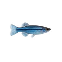 FISCH Zierfisch Blauer Fadenfisch INZ XL