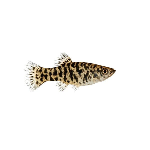 FISCH Zierfisch Marmor-Fadenfisch DNZ ML