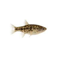 FISCH Zierfisch Marmor-Fadenfisch DNZ L