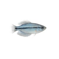 FISCH Zierfisch Mondschein-Fadenfisch L