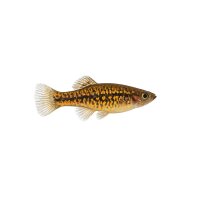 FISCH Zierfisch Mosaikfadenfisch INZ M