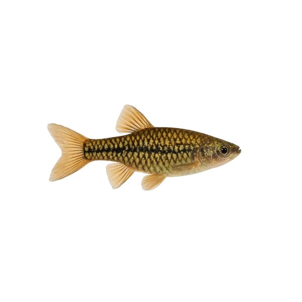 FISCH Zierfisch Mosaikfadenfisch Wild L-XL