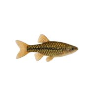 FISCH Zierfisch Mosaikfadenfisch Wild L-XL