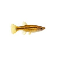 FISCH Zierfisch Gold-Mosaikfadenfisch DNZ ML-L