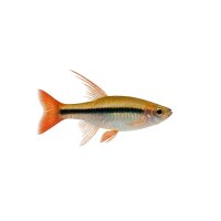 FISCH Zierfisch Fadenfische Mix DNZ ML-L