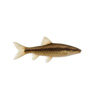 FISCH Zierfisch Schlangenhaut-Fadenfisch 7-8