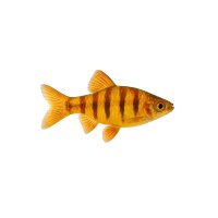 FISCH Zierfisch Goldfadenfisch DNZ ML