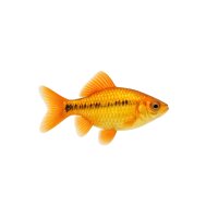 FISCH Zierfisch Goldfadenfisch DNZ L-XL
