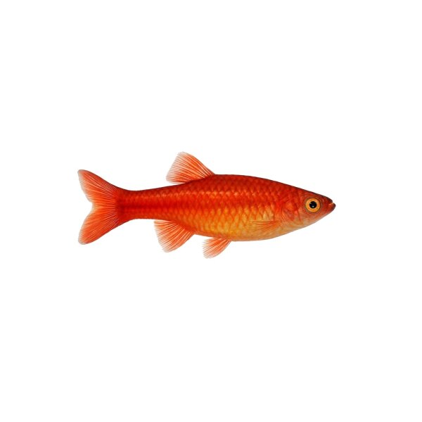 FISCH Zierfisch Red-Gold-Fadenfisch 4-5