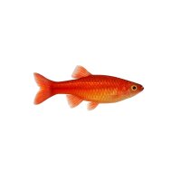 FISCH Zierfisch Red-Gold-Fadenfisch 4-5