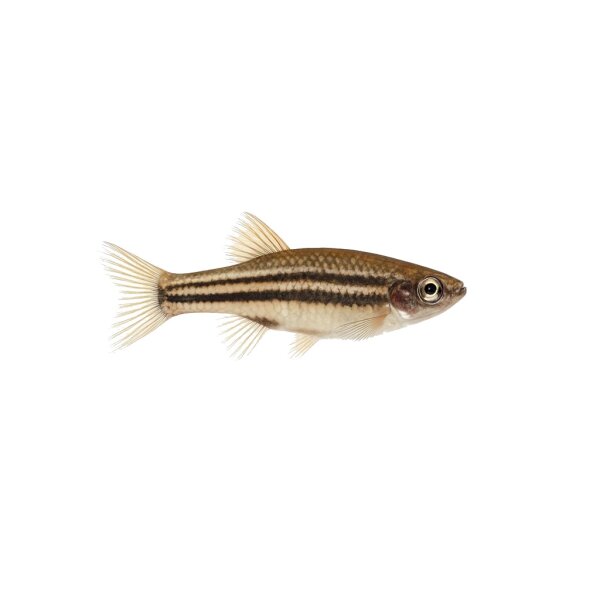 FISCH Zierfisch Zwergfadenfisch Natur 4-5