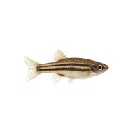 FISCH Zierfisch Zwergfadenfisch Natur 4-5